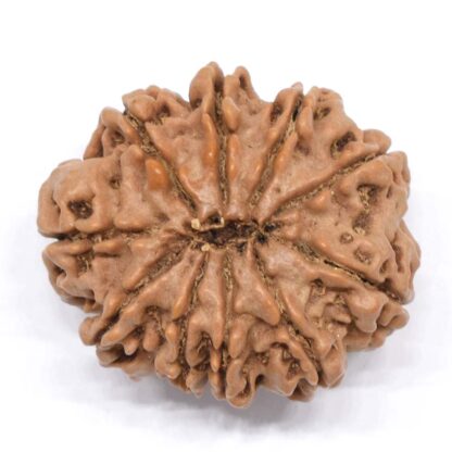 10-Mukhi-Rudraksha-Nepal-Collector-8-Back