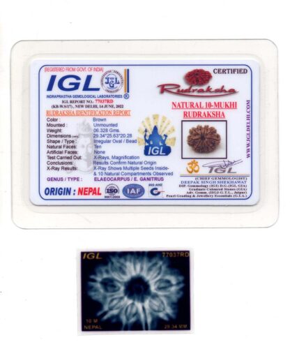 10-Mukhi-Rudraksha-Nepal-Collector-8-Certificate