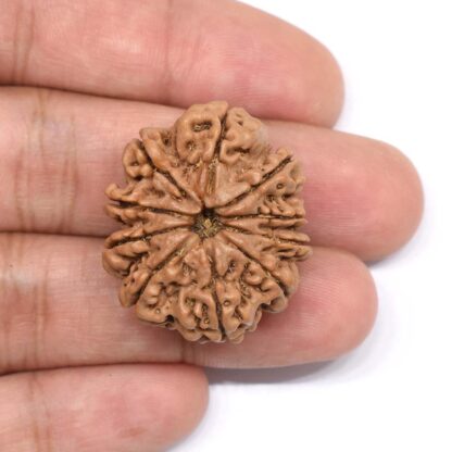 10-Mukhi-Rudraksha-Nepal-Collector-8-Hand