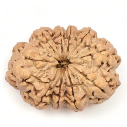 10-Mukhi-Rudraksha-Nepal-Collector-9