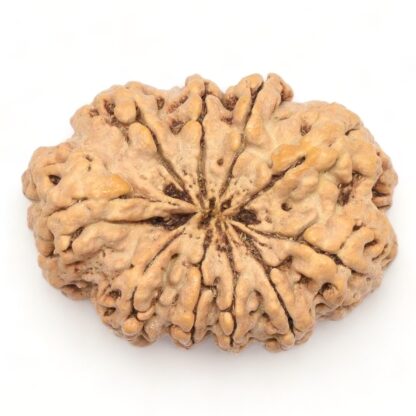 10-Mukhi-Rudraksha-Nepal-Collector-9-Back