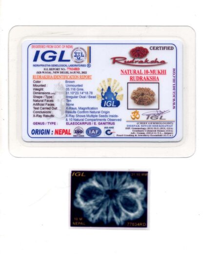 10-Mukhi-Rudraksha-Nepal-Collector-9-Certificate