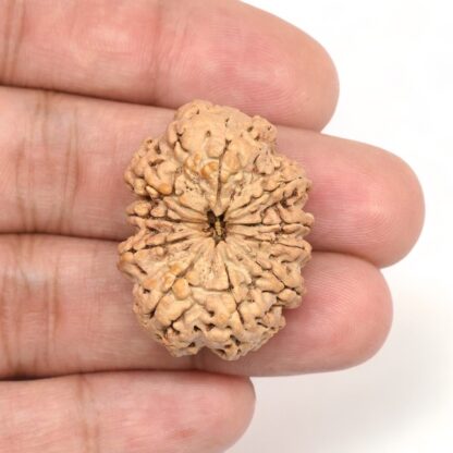 10-Mukhi-Rudraksha-Nepal-Collector-9-Hand