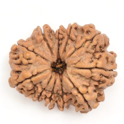 11-Mukhi-Rudraksha-Nepal-Collector-10