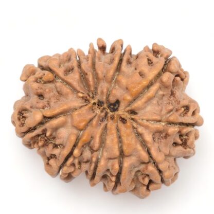 11-Mukhi-Rudraksha-Nepal-Collector-10-Back