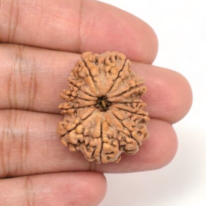 11-Mukhi-Rudraksha-Nepal-Collector-10-Hand