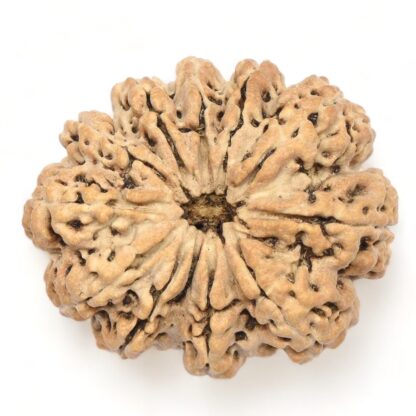 11-Mukhi-Rudraksha-Nepal-Collector-11