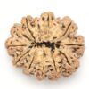 11-Mukhi-Rudraksha-Nepal-Collector-11-Back