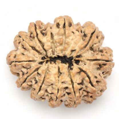 11-Mukhi-Rudraksha-Nepal-Collector-11-Back