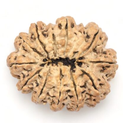 11-Mukhi-Rudraksha-Nepal-Collector-11-Back