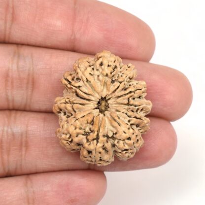 11-Mukhi-Rudraksha-Nepal-Collector-11-Hand