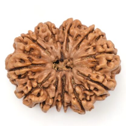 11-Mukhi-Rudraksha-Nepal-Collector-12