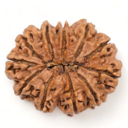 11-Mukhi-Rudraksha-Nepal-Collector-12-Back