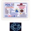 11-Mukhi-Rudraksha-Nepal-Collector-12-Certificate