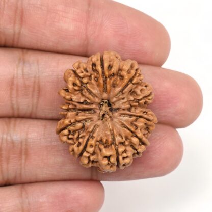 11-Mukhi-Rudraksha-Nepal-Collector-12-Hand