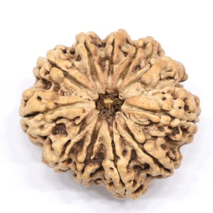 11-Mukhi-Rudraksha-Nepal-Collector-6