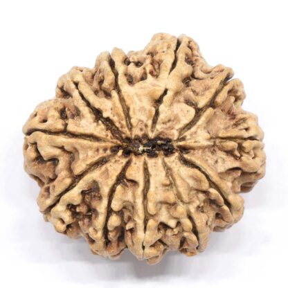 11-Mukhi-Rudraksha-Nepal-Collector-6-Back