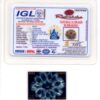 11-Mukhi-Rudraksha-Nepal-Collector-6-Certificate