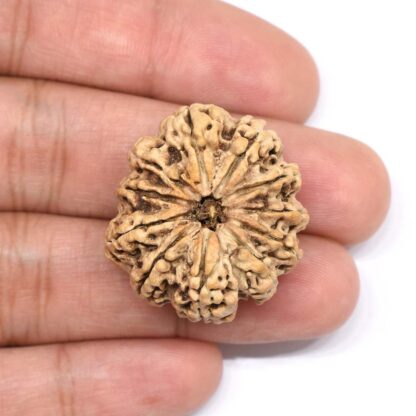 11-Mukhi-Rudraksha-Nepal-Collector-6-Hand