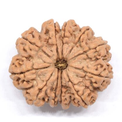 11-Mukhi-Rudraksha-Nepal-Collector-7