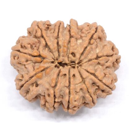 11-Mukhi-Rudraksha-Nepal-Collector-7-Back