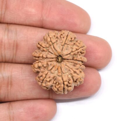 11-Mukhi-Rudraksha-Nepal-Collector-7-Hand