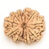 11-Mukhi-Rudraksha-Nepal-Collector-8