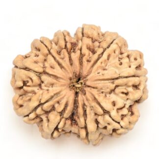 11-Mukhi-Rudraksha-Nepal-Collector-8