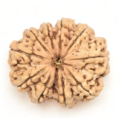 11-Mukhi-Rudraksha-Nepal-Collector-8