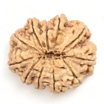 11-Mukhi-Rudraksha-Nepal-Collector-8-Back