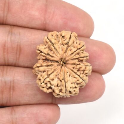 11-Mukhi-Rudraksha-Nepal-Collector-8-Hand