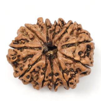 11-Mukhi-Rudraksha-Nepal-Collector-9