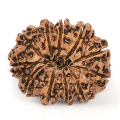 11-Mukhi-Rudraksha-Nepal-Collector-9-Back