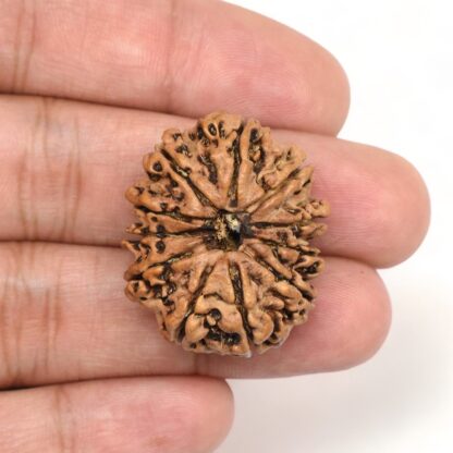 11-Mukhi-Rudraksha-Nepal-Collector-9-Hand