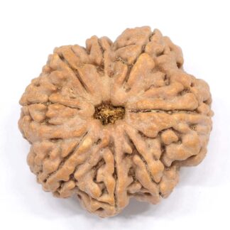 8-Mukhi-Rudraksha-Nepal-Collector-10