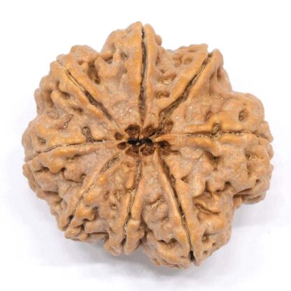 8-Mukhi-Rudraksha-Nepal-Collector-10-Back