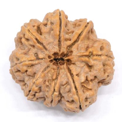 8-Mukhi-Rudraksha-Nepal-Collector-10-Back