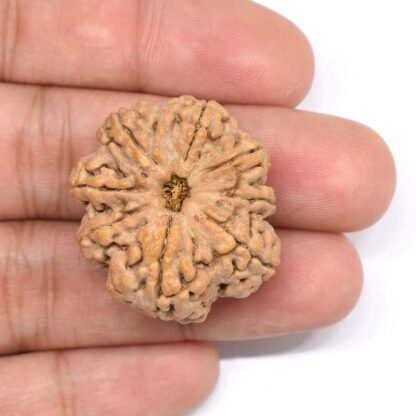 8-Mukhi-Rudraksha-Nepal-Collector-10-Hand