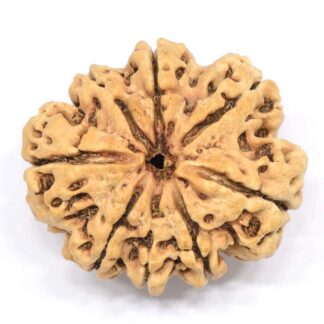 8-Mukhi-Rudraksha-Nepal-Collector-11