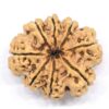 8-Mukhi-Rudraksha-Nepal-Collector-11-Back