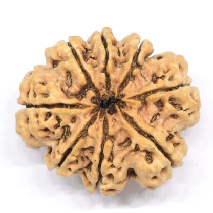 8-Mukhi-Rudraksha-Nepal-Collector-11-Back