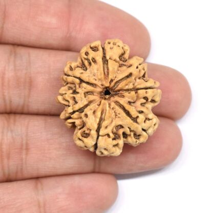 8-Mukhi-Rudraksha-Nepal-Collector-11-Hand