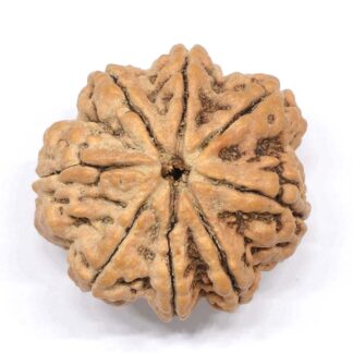 8-Mukhi-Rudraksha-Nepal-Collector-6