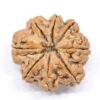 8-Mukhi-Rudraksha-Nepal-Collector-6-Back