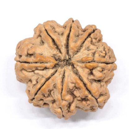 8-Mukhi-Rudraksha-Nepal-Collector-6-Back