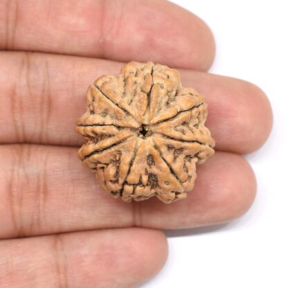 8-Mukhi-Rudraksha-Nepal-Collector-6-Hand