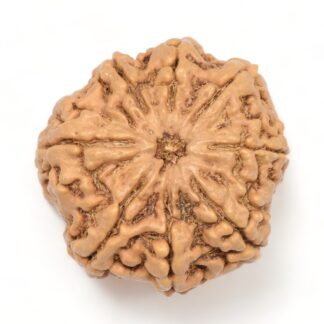 8-Mukhi-Rudraksha-Nepal-Collector-7