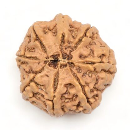 8-Mukhi-Rudraksha-Nepal-Collector-7-Back