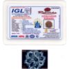 8-Mukhi-Rudraksha-Nepal-Collector-7-Certificate