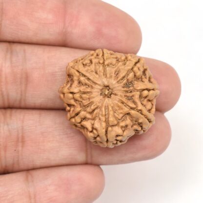 8-Mukhi-Rudraksha-Nepal-Collector-7-Hand